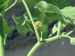 velvetleaf (Abutilon theophrasti )